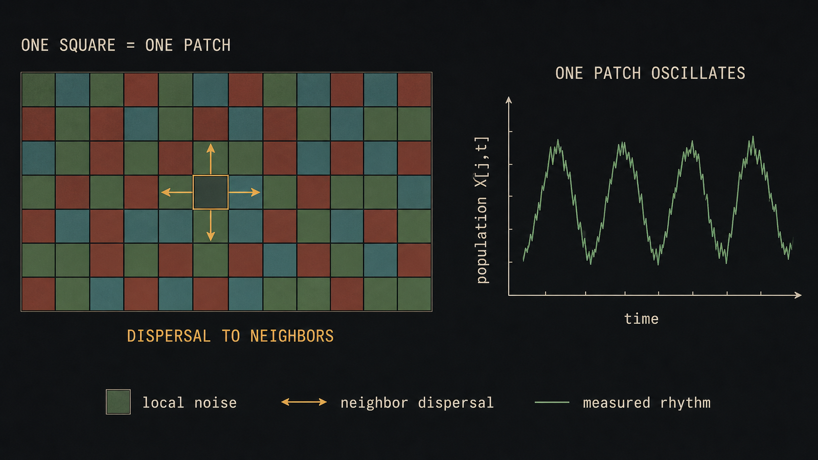 A lattice view of an ecosystem. One square is one habitat patch. Nearby patches exchange individuals, and each patch can oscillate through high and low population years.