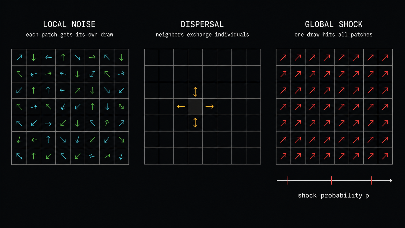 Three forces in the model. Local noise is different at every patch, dispersal moves population between neighbors, and the global-shock extension applies one shared environmental draw to the whole lattice.